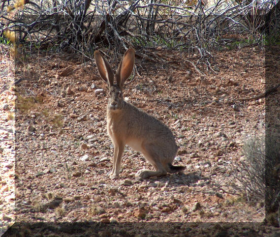 jackrabbit