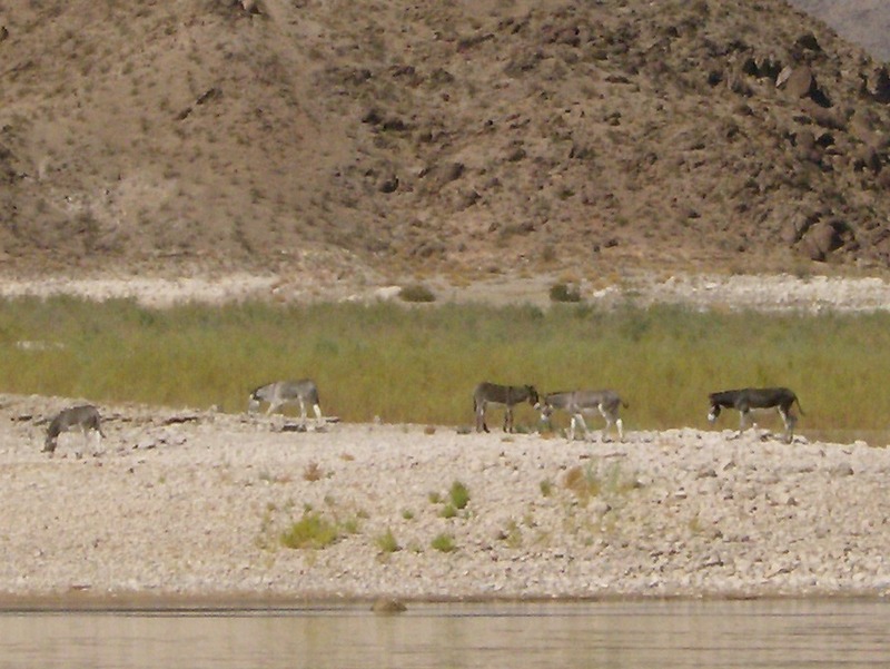 wild burros