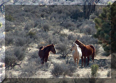 wild horses